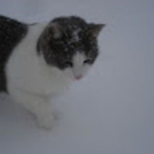 Meet your Posher, Pippa